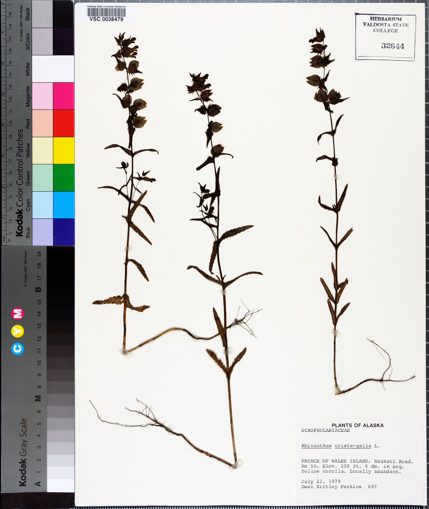 Rhinanthus minor subsp. minor image