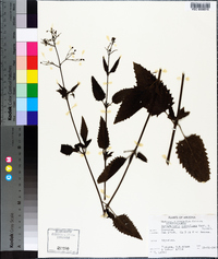 Scrophularia parviflora image