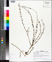 Seymeria cassioides image