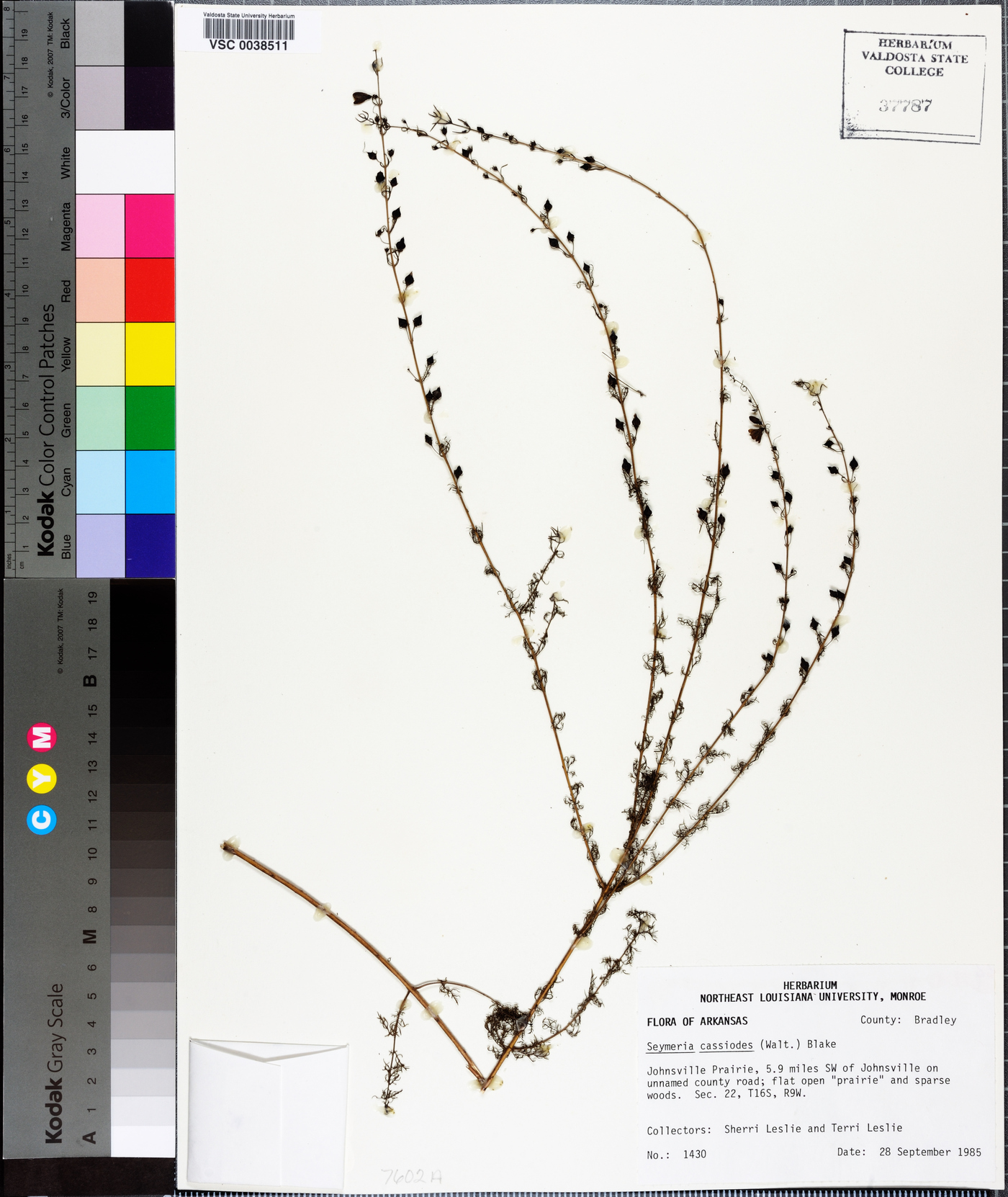 Seymeria cassioides image
