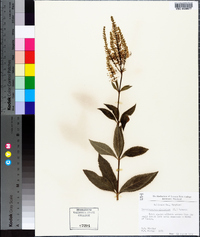 Veronicastrum virginicum image