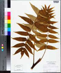 Ailanthus altissima image