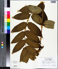 Ailanthus altissima image