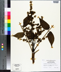 Ailanthus altissima image