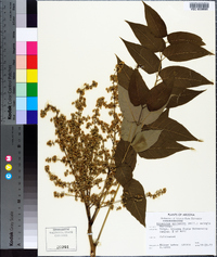 Ailanthus altissima image