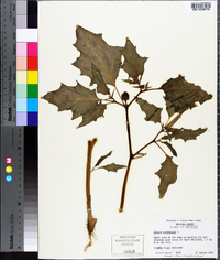 Datura stramonium image