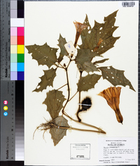 Datura stramonium image