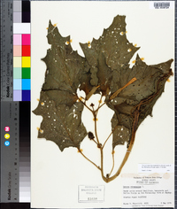 Datura stramonium image