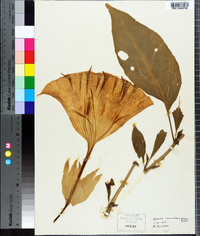 Brugmansia suaveolens image