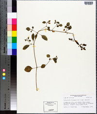 Salpichroa origanifolia image