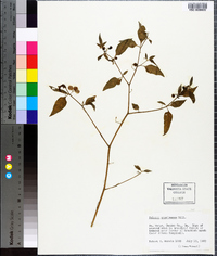 Solanum americanum image