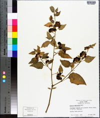 Solanum americanum image