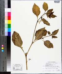 Solanum americanum image