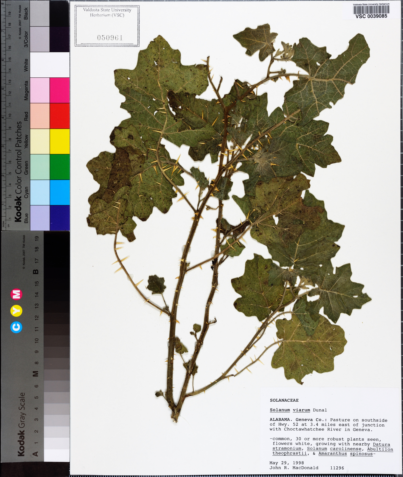 Solanum viarum image