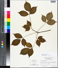 Staphylea trifolia image