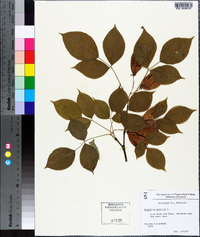 Staphylea trifolia image