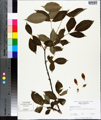 Staphylea trifolia image