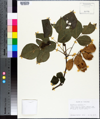 Staphylea trifolia image