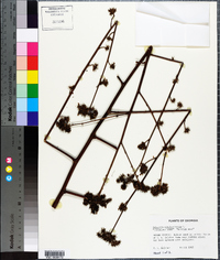 Melochia corchorifolia image