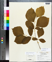 Styrax grandifolius image