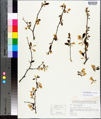 Styrax americanus image