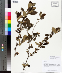 Styrax americanus image