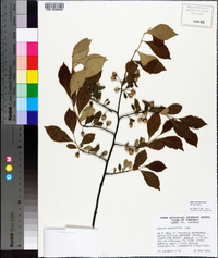 Styrax americanus image