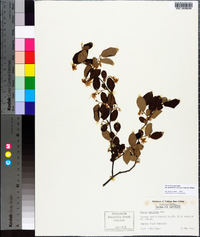 Styrax americanus image