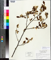 Styrax americanus image