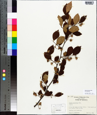 Styrax americanus image