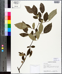 Styrax americanus image