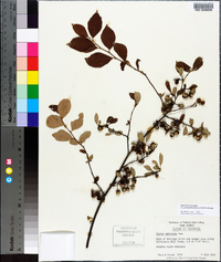 Styrax americanus image