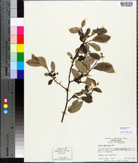 Styrax americanus image