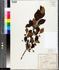 Styrax americanus image