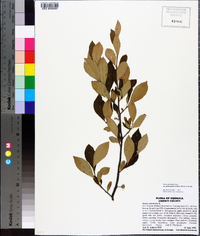 Styrax americanus image