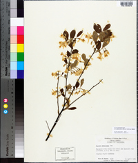 Styrax americanus image