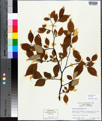 Styrax americanus image