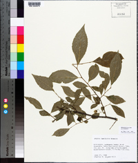 Styrax americanus image