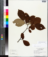 Styrax grandifolius image