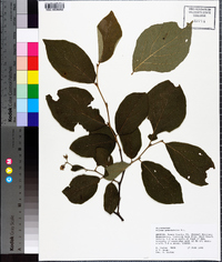 Styrax grandifolius image