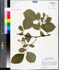 Styrax grandifolius image