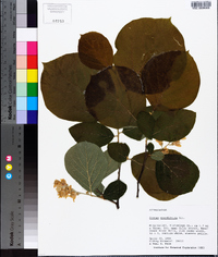 Styrax grandifolius image
