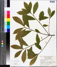 Symplocos tinctoria image