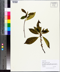 Symplocos tinctoria image