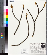 Symplocos tinctoria image