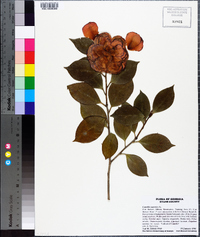 Camellia japonica image