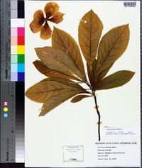 Franklinia alatamaha image