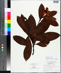 Gordonia lasianthus image