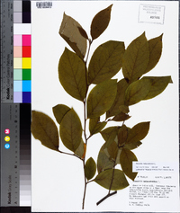 Stewartia malacodendron image