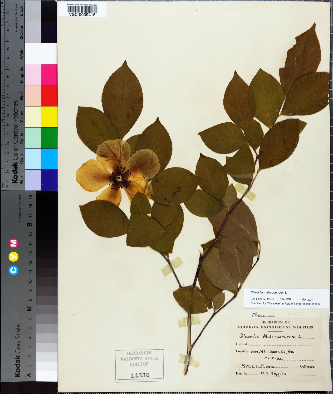 Stewartia malacodendron image